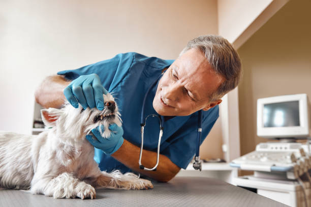 Best Urgent Care for Lost Fillings or Crowns in Central Heights Midland City, AZ